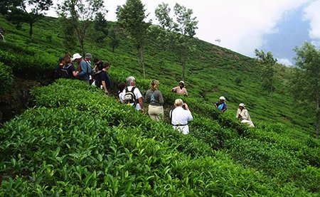tea estate guided walk